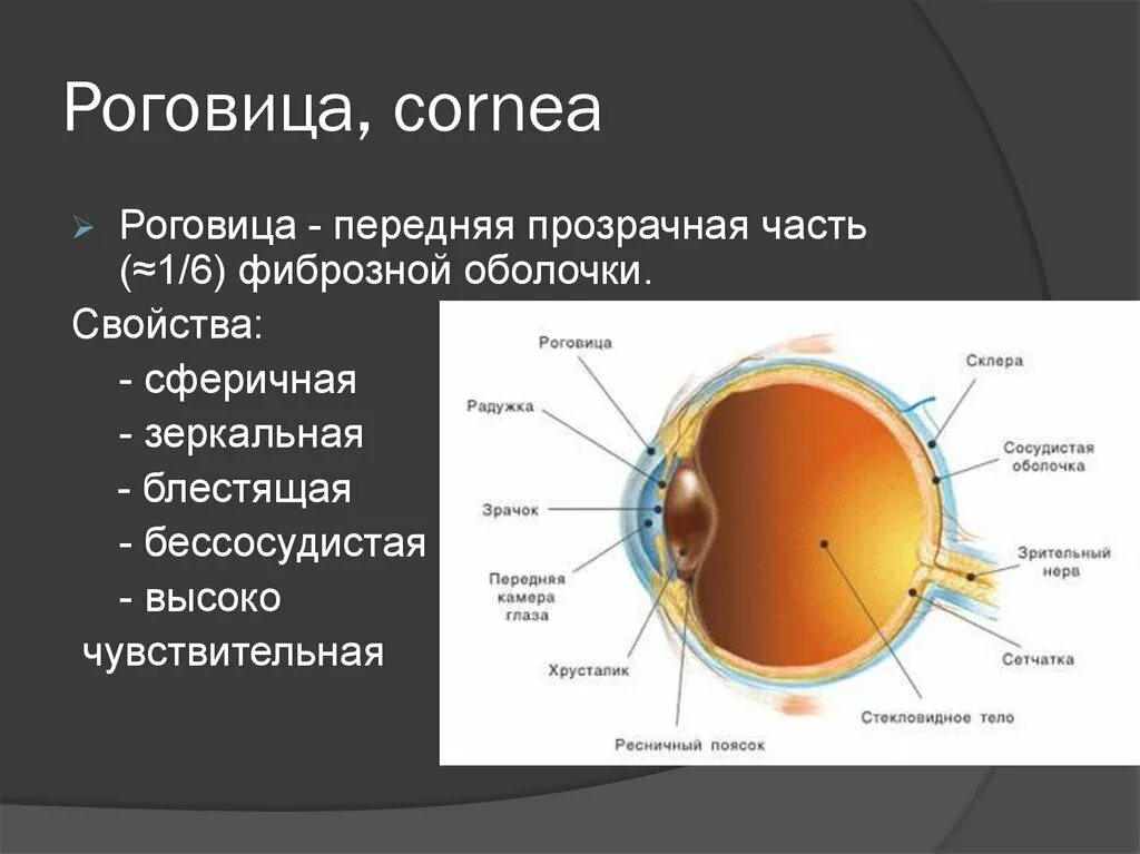 Фиброзная оболочка глазного яблока состоит. Строение глазного яблока склера. Строение фиброзной оболочки глазного яблока. Орган зрения анатомия фиброзная оболочка. Роговица характеристика