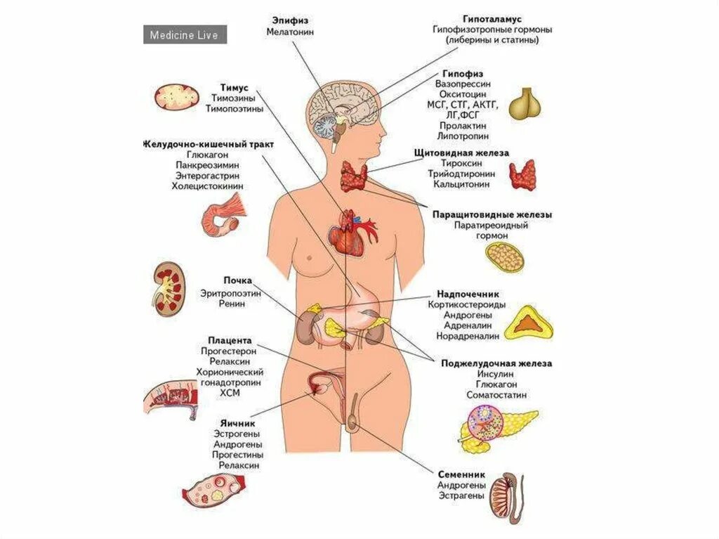 Гормоны человека. Системы организма человека. Система. Гормональные железы. Заболевания эндокринных органов