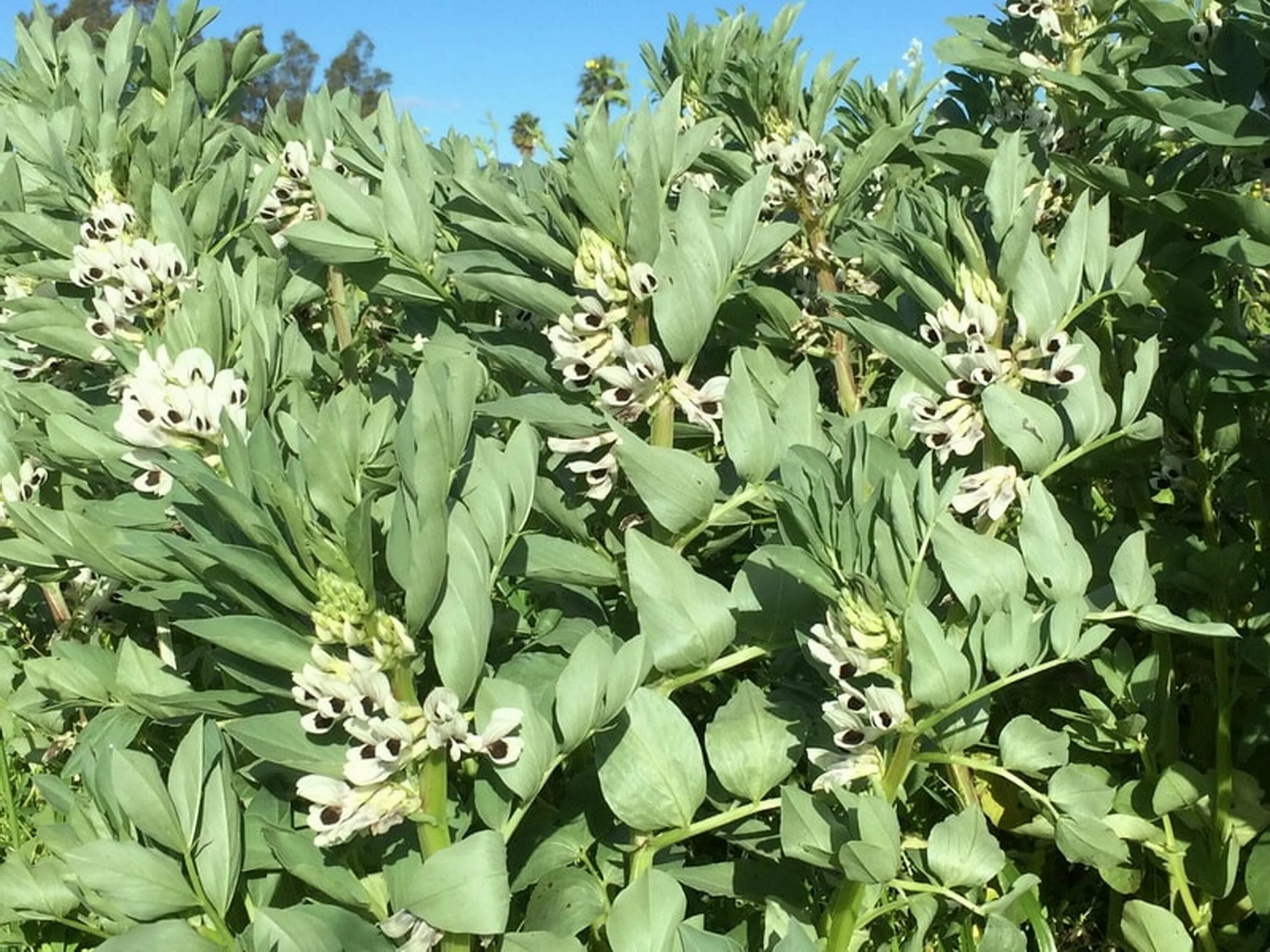 кормовые конские бобы. конские бобы растение. соцветие кормовых бобов. соцветие кормовых бобов. конские бобы.