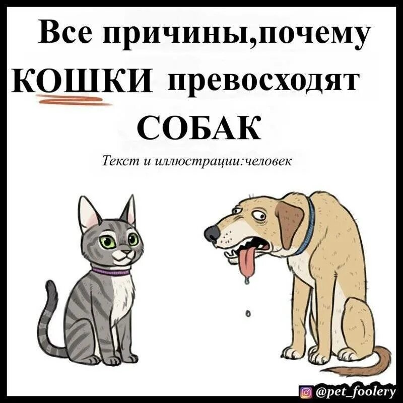 Коты лучше. Комиксы про собак и кошек. Кто лучше коты или собаки. Собаки лучше котов. Почему собаки ненавидят