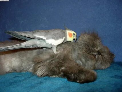 Уживаются ли корелла