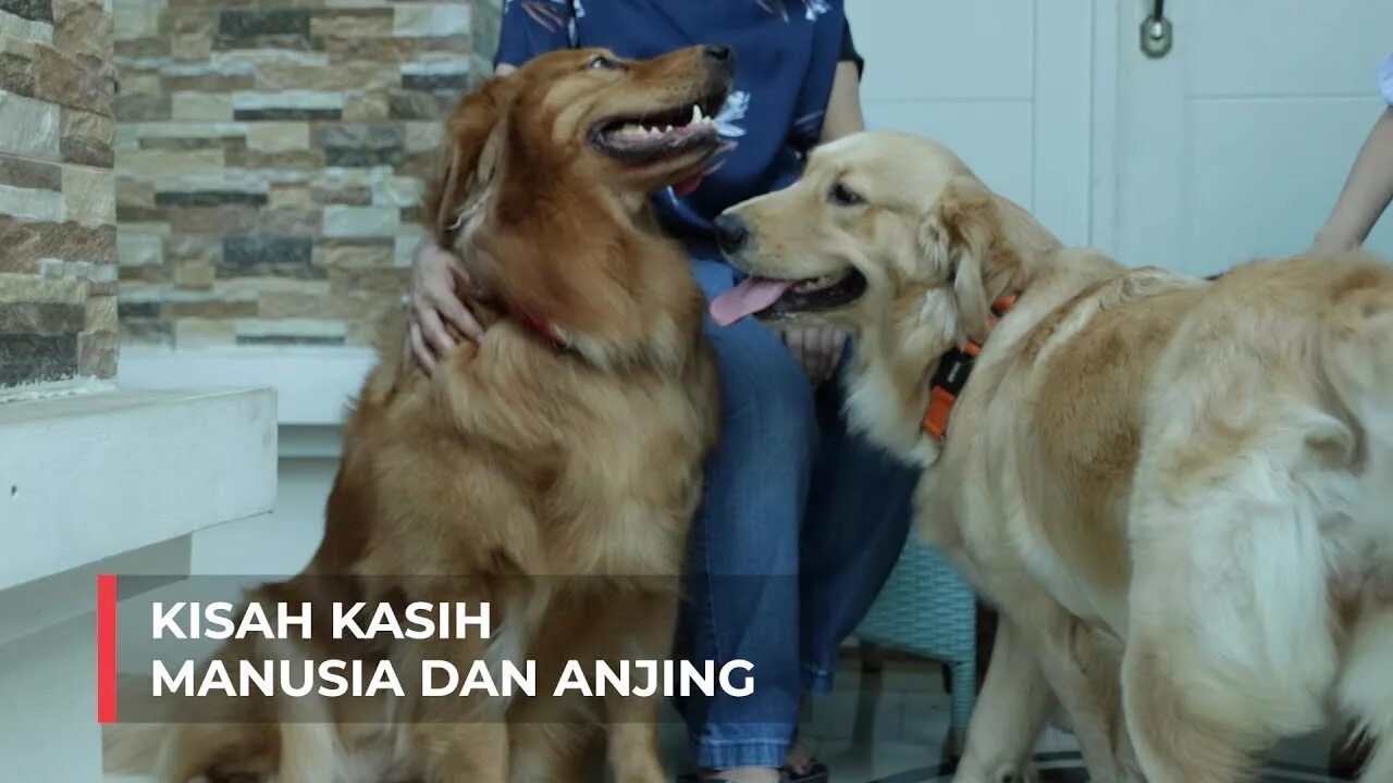 Main sama anjing