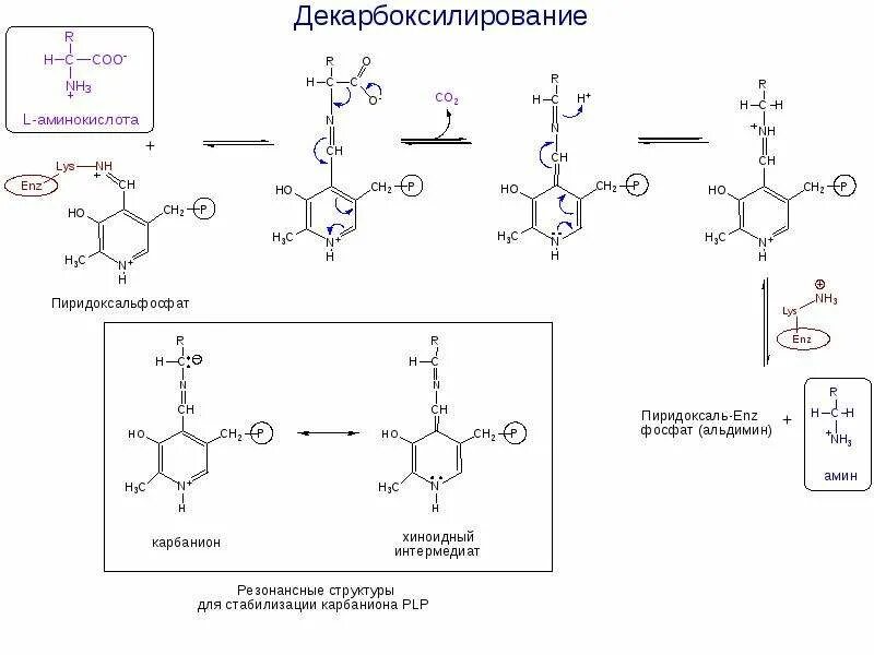 Декарбоксилирование аминокислот схема. Механизм реакции декарбоксилирования аминокислот. Декарбоксилирование аминокислот биохимия схема. Реакция декарбоксилирования аминокислот. Декарбоксилирование аминокислот реакция