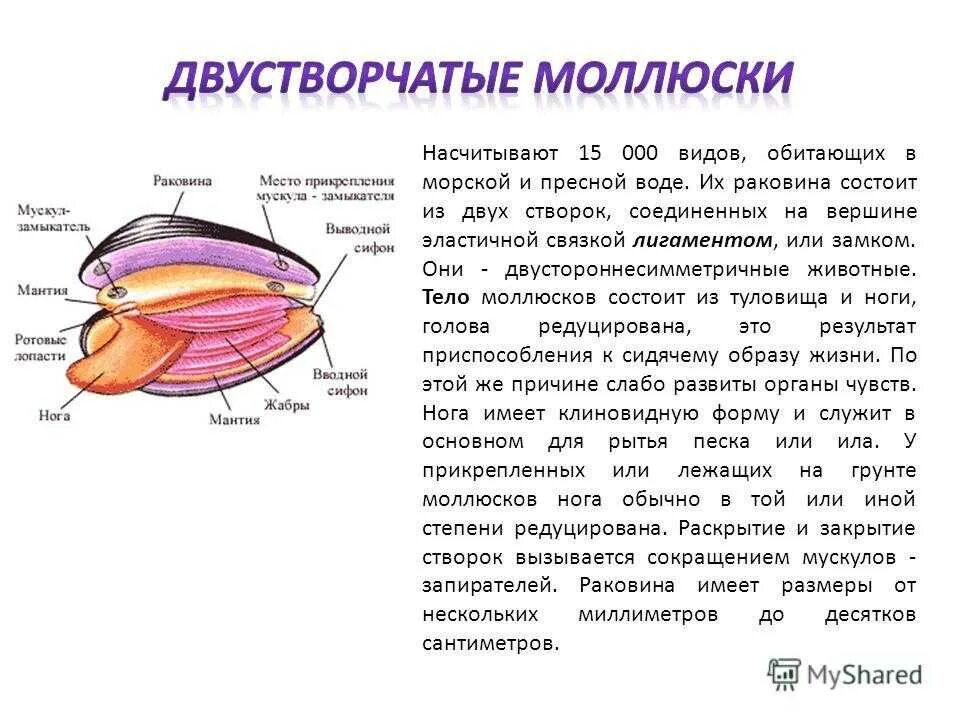 Двустворчатых моллюсков состоит из