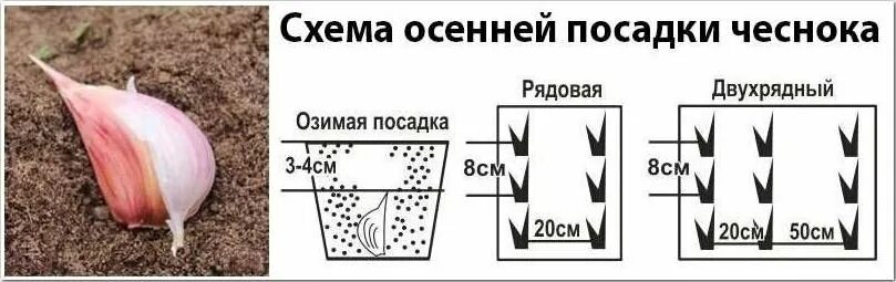 Схема и глубина посадки озимого чеснока. Глубина посадки озимого чеснока осенью. Схема высадки озимого чеснока. Схема посадки чеснока осенью под зиму.