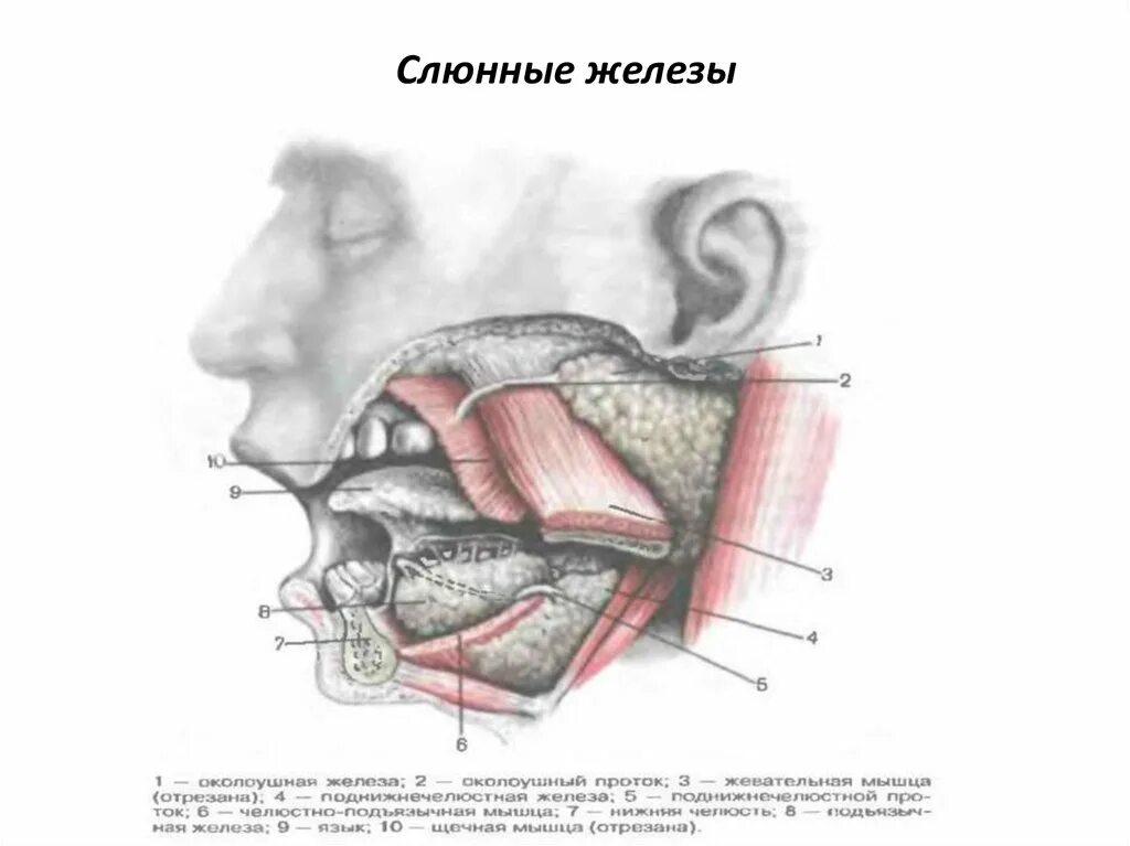 Строение ротовой полости слюнные железы. Слюнные железы биология 8 класс. Подчелюстная слюнная железа анатомия. Околоушная слюнная железа анатомия. Околоушная железа является