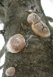 Трутовик на плодовых деревьях