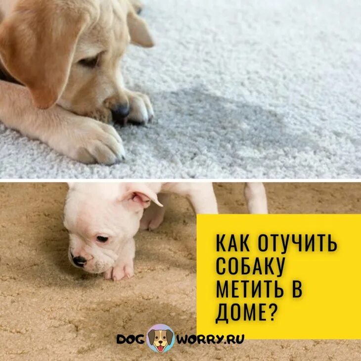 Щенок метит дома. Собака метит в квартире. почему собака метит дома. отучить собаку метить в квартире. как отучить пса метить в доме.