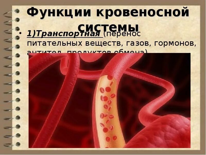 Транспортная функция сердечно сосудистой системы. Функции кровеносной системы. Транспортная функция кровеносной системы. Транспортная функция ССС.