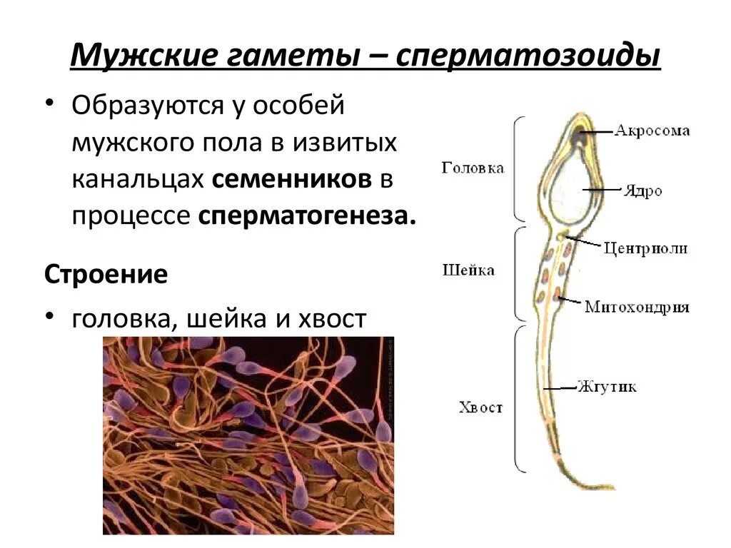 Мужские гаметы образуют