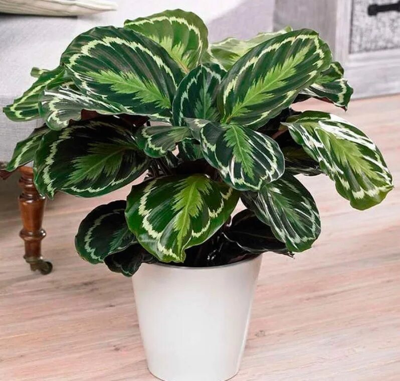 Калатеи виды и сорта фото