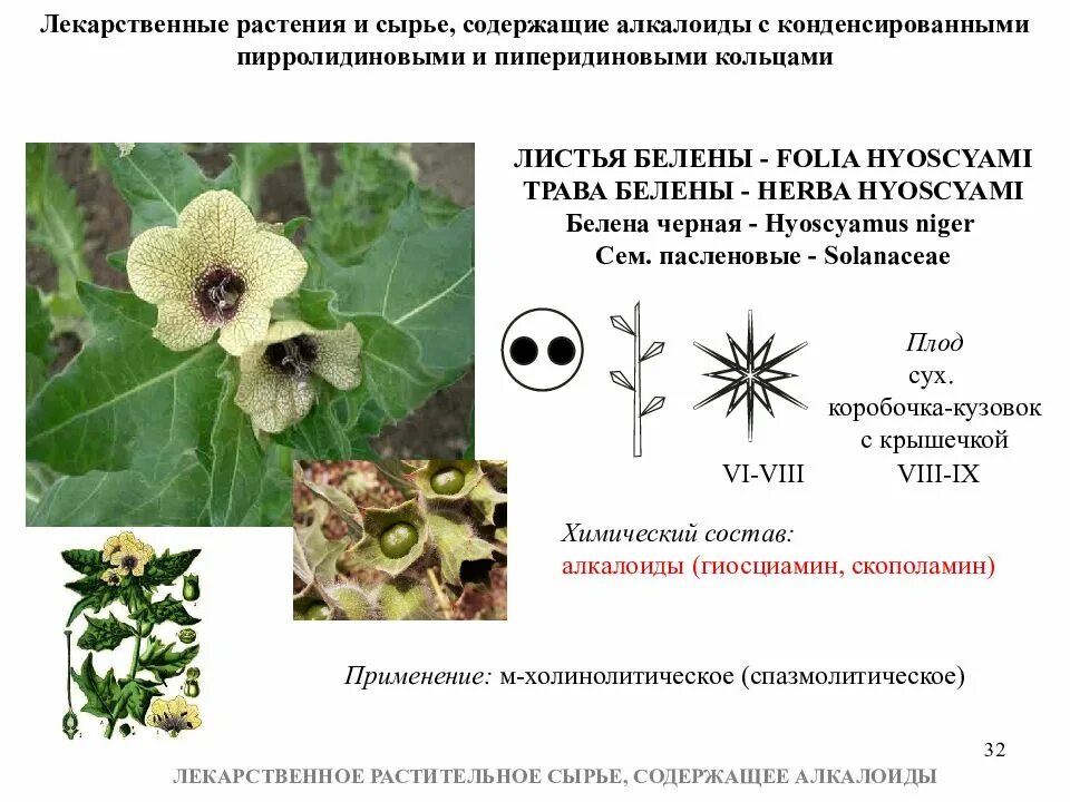 Лекарственное растительное сырье характеристика. Лекарственное сырье содержащее алкалоиды. Лекарственное растительное сырье содержащее алкалоиды. Белена - белена содержит алкалоиды. Лист белены — Folia hyoscyami.