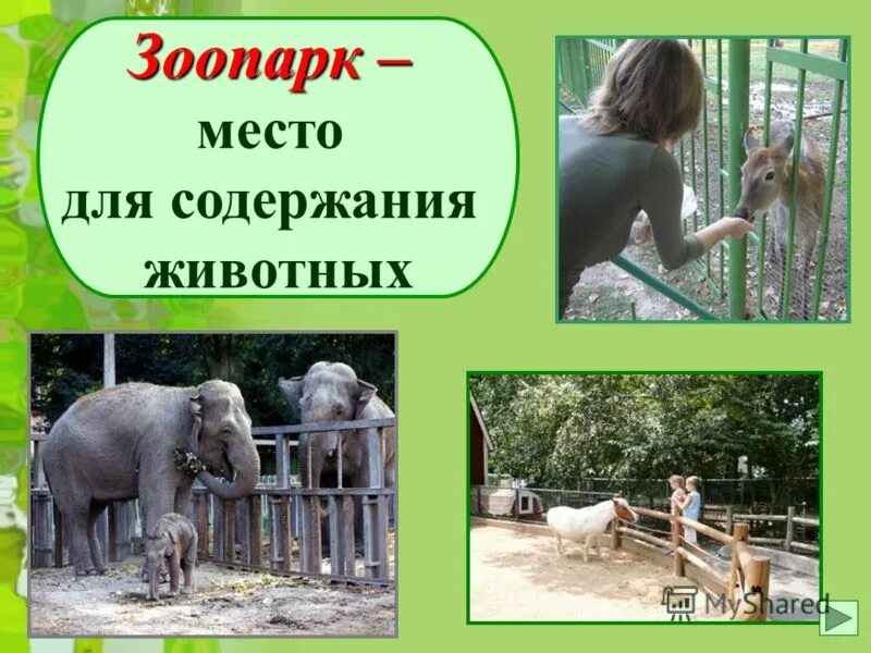 Плюсы и минусы содержания животных в зоопарке. Плюсы зоопарков для животных. Животные зоопарка с описанием. Образовательные преимущества зоопарков. Плюсы содержания животных в зоопарке.