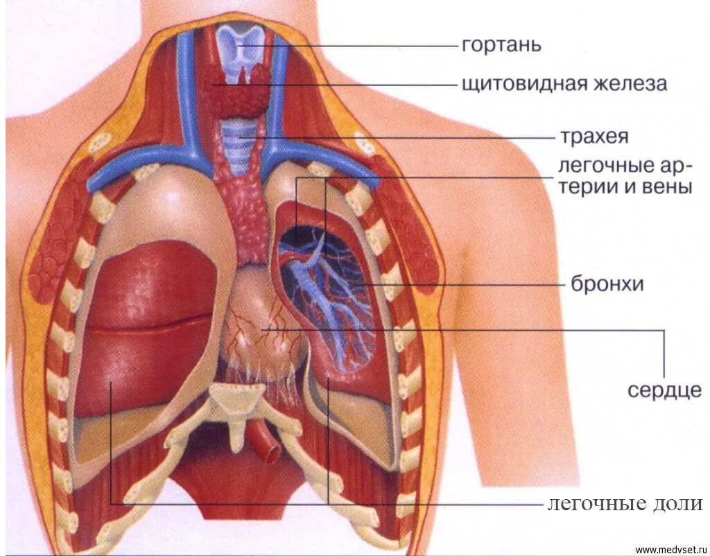 Полно где т. Строение грудной клетки человека внутренние органы. Бронхи и легкие расположение анатомия человека. Анатомия грудной клетки человека с органами. Органов грудной клетки (легкие и органы средостения),.