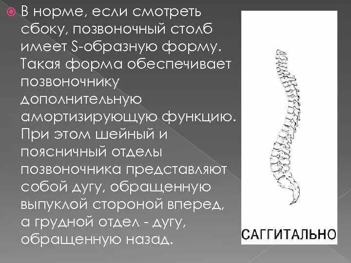 S образная форма позвоночника. Патологические изгибы позвоночника. Физиологические и патологические изгибы позвоночника. Позвоночный столб физиологические изгибы. Естественные изгибы позвоночника