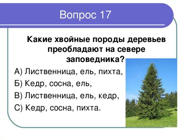 Преобладают хвойные деревья природная зона. Преобладают хвойные породы деревьев. Хвойные породы сосна лиственница. Ель сосна лиственница. Сосна состоит из.