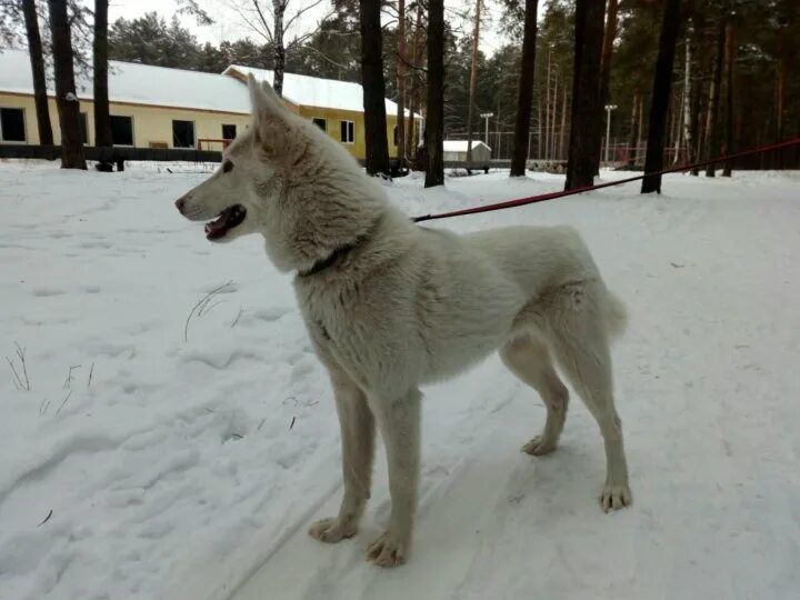 Лайки 6. Лайка зсл 6 месяцев. Лайки 6. Лайка зсл 6 месяцев. Щенок лайки 3 месяца западносибирская лайка.
