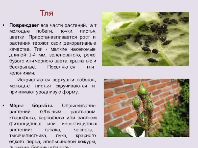 Типы повреждений растений вредителями. Типы повреждений растений насекомыми. Тля повреждение растений. Насекомые вредители растений.