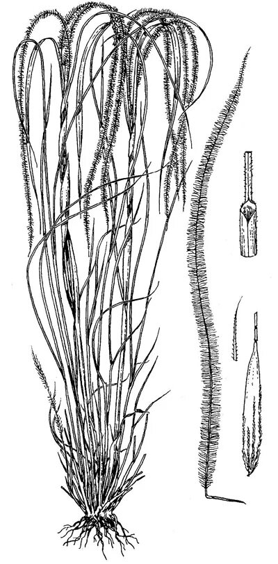 ковыль узколистный. ковыль узколистный. Stipa pony tails. ковыль узколистный. ковыль в египте.