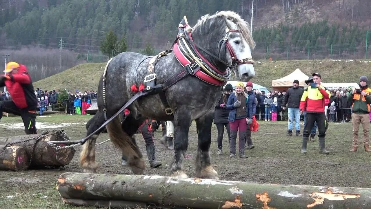 Хорошо громадный. Голландская упряжная Ломовая лошадь. Голландская тягловая лошадь. Хорс-пуллинг. Сильная лошадь.