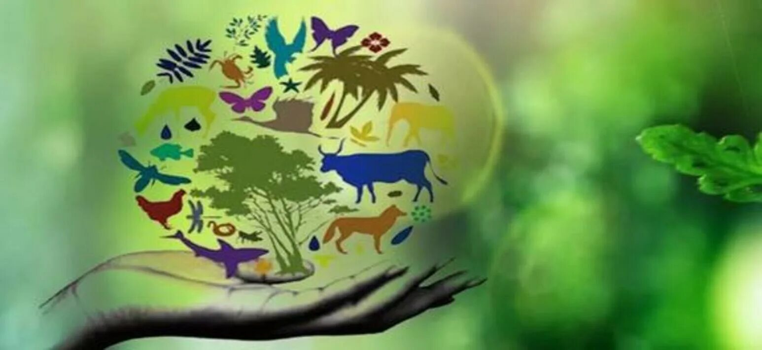 Многообразие окружающей среды. Биологическое разнообразие. Экологическое биоразнообразие. Сохранение биоразнообразия. Международный день биологического разнообразия.