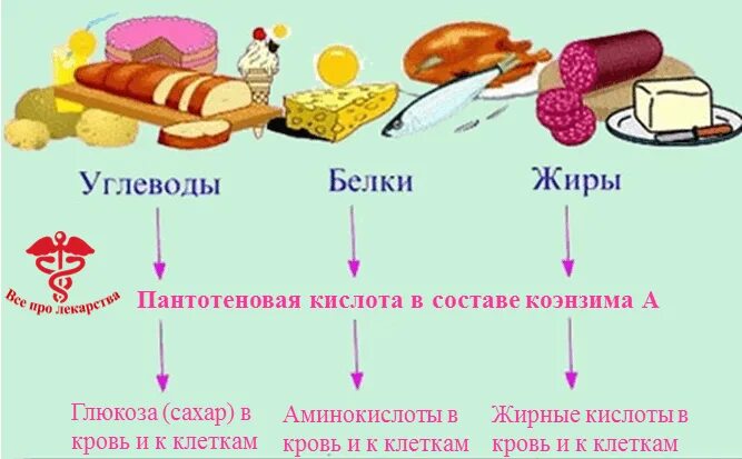 Основные источники белков жиров углеводов. Витамин b5 пантотеновая кислота. Витамин в5 пантотеновая кислота для чего. Пантотеновая кислота роль в организме. Белки жиры.