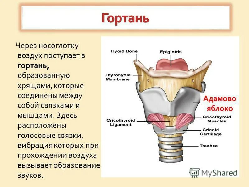 Гортань и голосовые связки человека. Расположение хрящей анатомия гортань. Строение гортани голосовые связки. Щитовидный хрящ и голосовые связки. Гортани органы входящие в состав системы