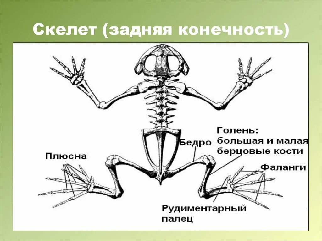 Скелет задних конечностей амфибий. Строение пояса передних и задних конечностей лягушки. Скелет лягушки пояс задних конечностей. Пояс задних конечностей земноводные.