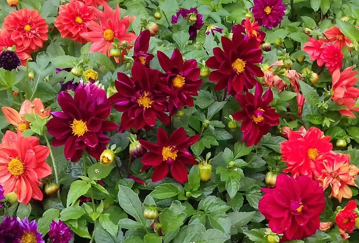 Download wallpaper Pink, Pink, Dahlias, Dahlia's, section flowers in resolution 