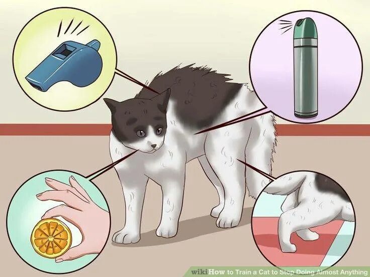 Что сделать чтобы кошка перестала