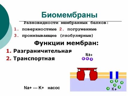 Поверхностный белок
