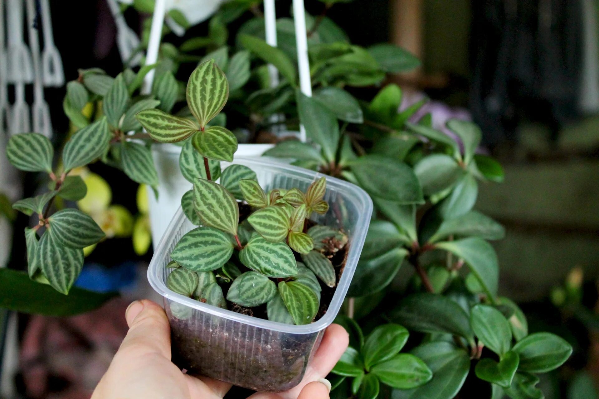 Пеперомия пересадка. Пеперомия туполистная в горшке. Пеперомия укоренение. Пеперомия туполистная черенком. Пеперомия пересадка.