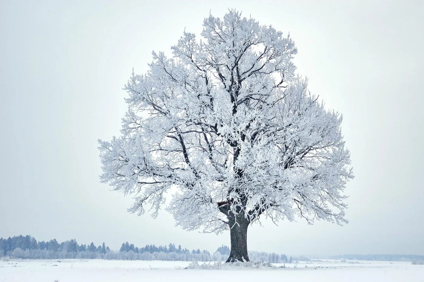 Зачем белые деревья. Зимнее дерево. Деревья в снегу. Иней на деревьях. Красивые деревья зимой.