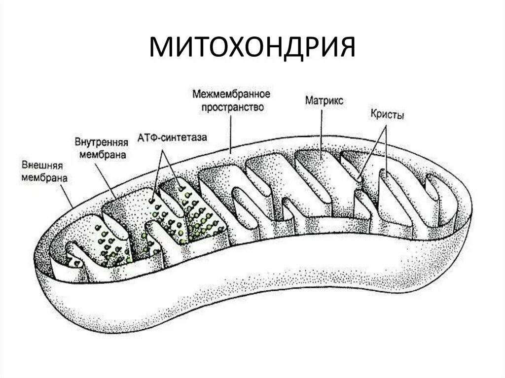 Каково строение митохондрии. Схема строения митохондрии. Хема троения митохондрии. Строение митохондрии животной клетки. Схема митохондрии с подписями.