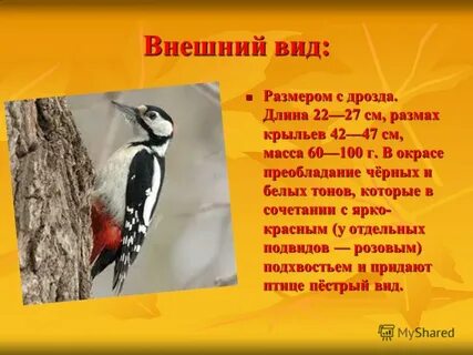 Дятел класс