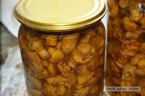 Маринованные лисички на зиму без уксуса