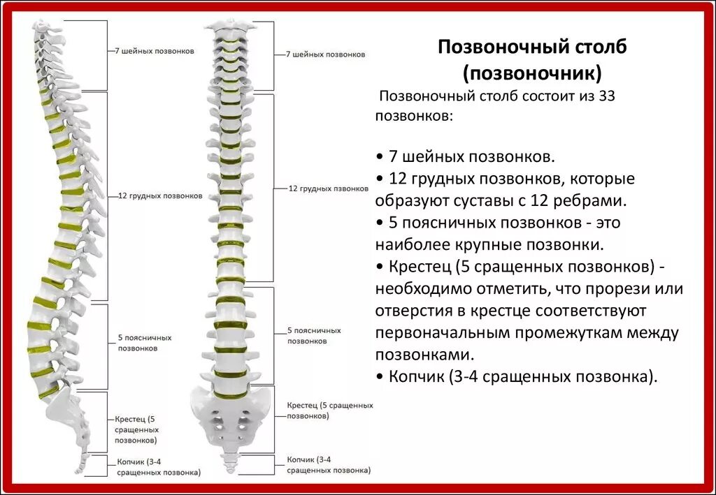 Локальный статус позвоночник. Схема пояснично-крестцового отдела позвоночника. Сегмент с4-7 шейного отдела. Шейный отдел позвонка с5 схема. Сегменты th1-th12 позвонка.