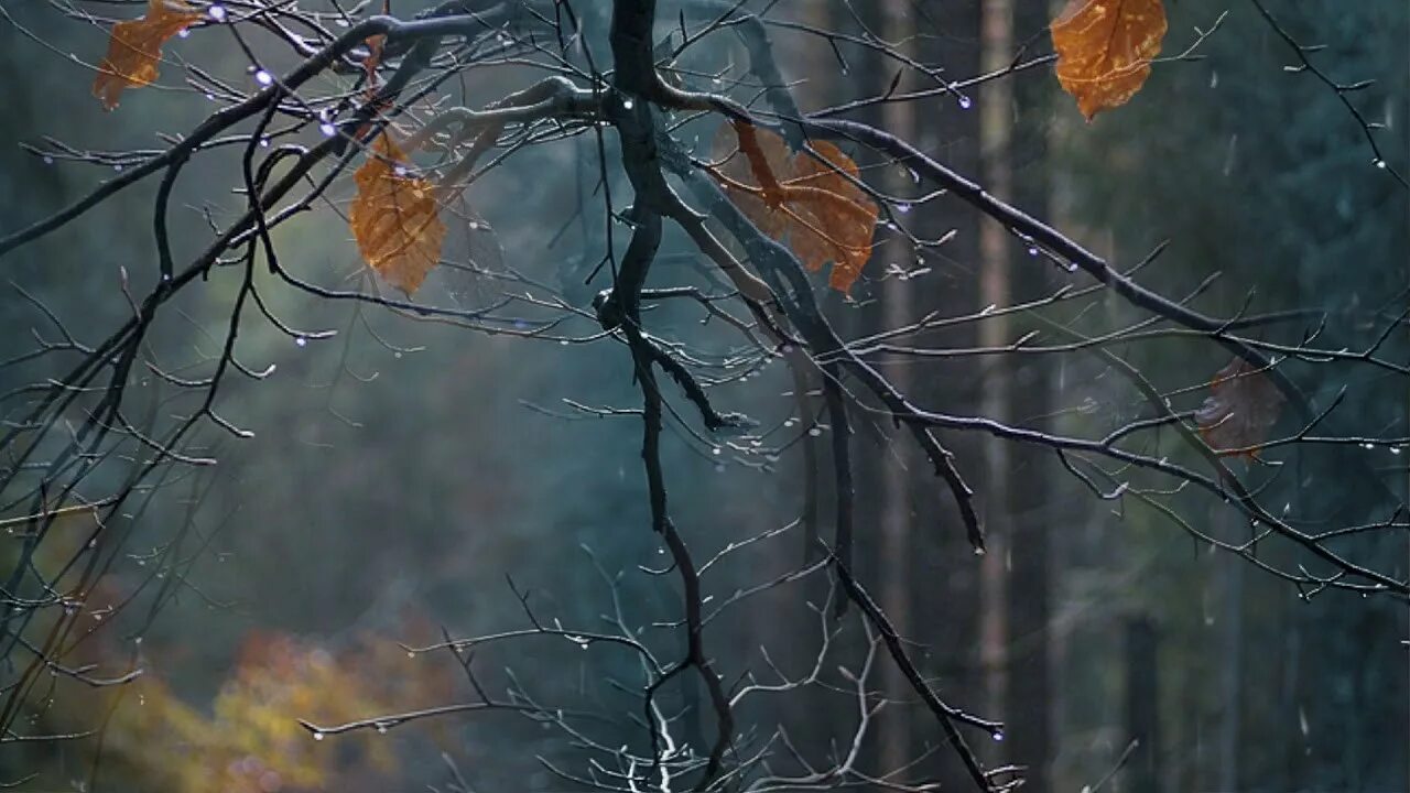 Дождливая осень. Осень дождь. Пасмурная осень. Пасмурный дождливый день. Осенняя музыка дождя