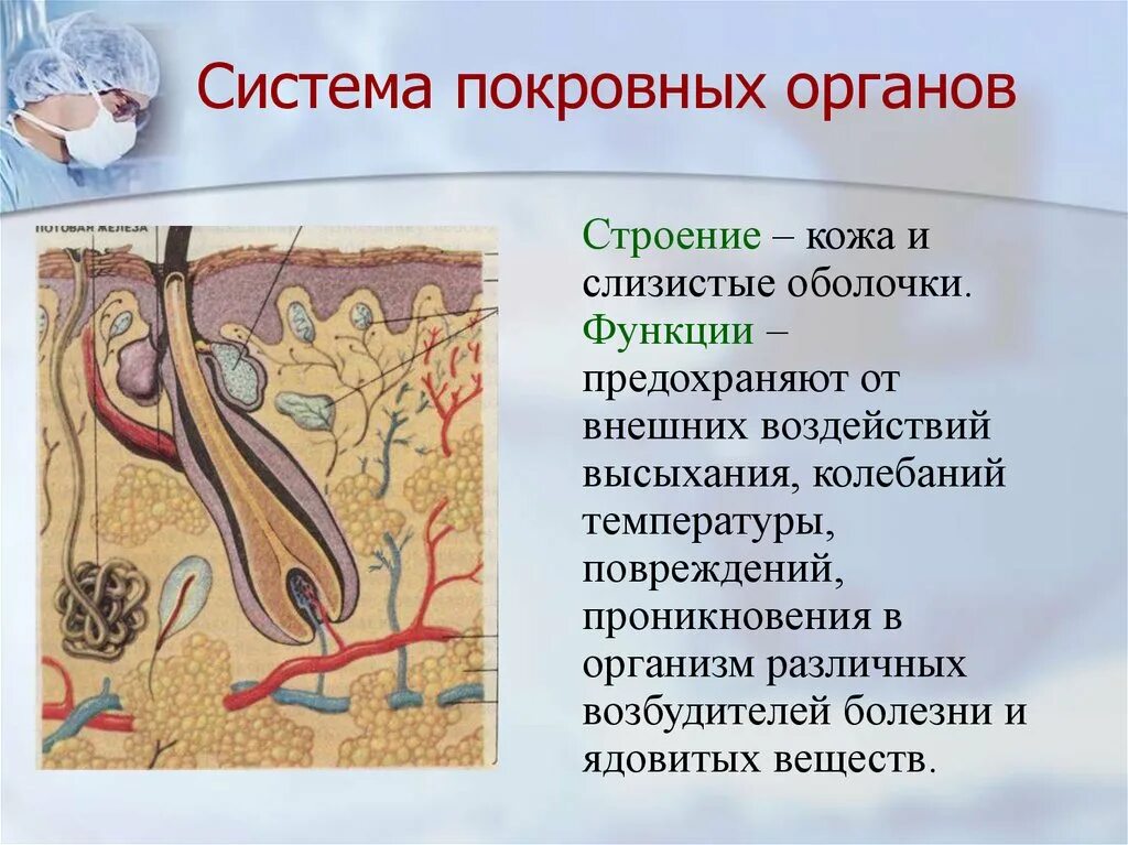 Система покровных органов человека функции. Система покровных органов. Кожа это орган покровной системы. Покровная система животных. Строение системы покровных органов.