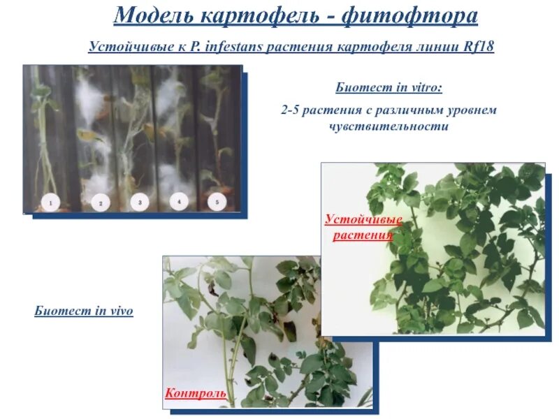 Картофель устойчивый к фитофторе. Клеточная селекция растений in vitro. Селекция растений in vitro -. Биотехнология растений in vitro. Биотехнология в селекции растений.