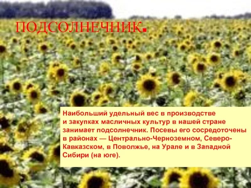 Подсолнух отрасль растениеводства. Подсолнух место обитания. Доклад на тему подсолнух. Рассказ о культурном растении. Масличные культуры растения.