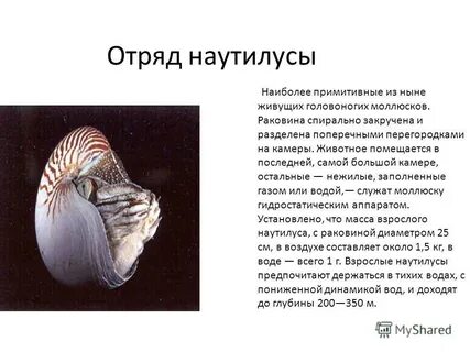 Роль головоногих в жизни человека