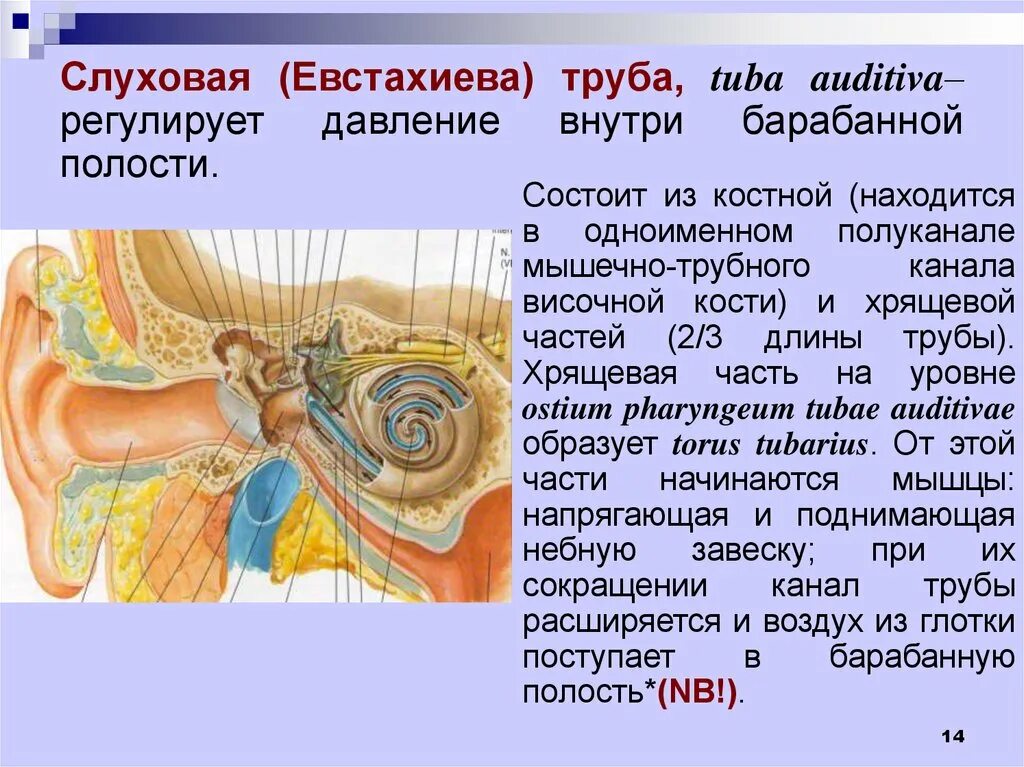 Евстахиева (слуховая) труба анатомия. Слуховая (евстахиева) труба (Tuba auditiva). Слуховая труба состоит из. Евстахиева труба анатомия. Ostium pharyngeum tubae auditivae