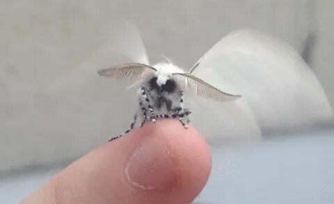 Включи мотыльки