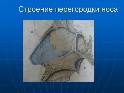 Нос какая ткань