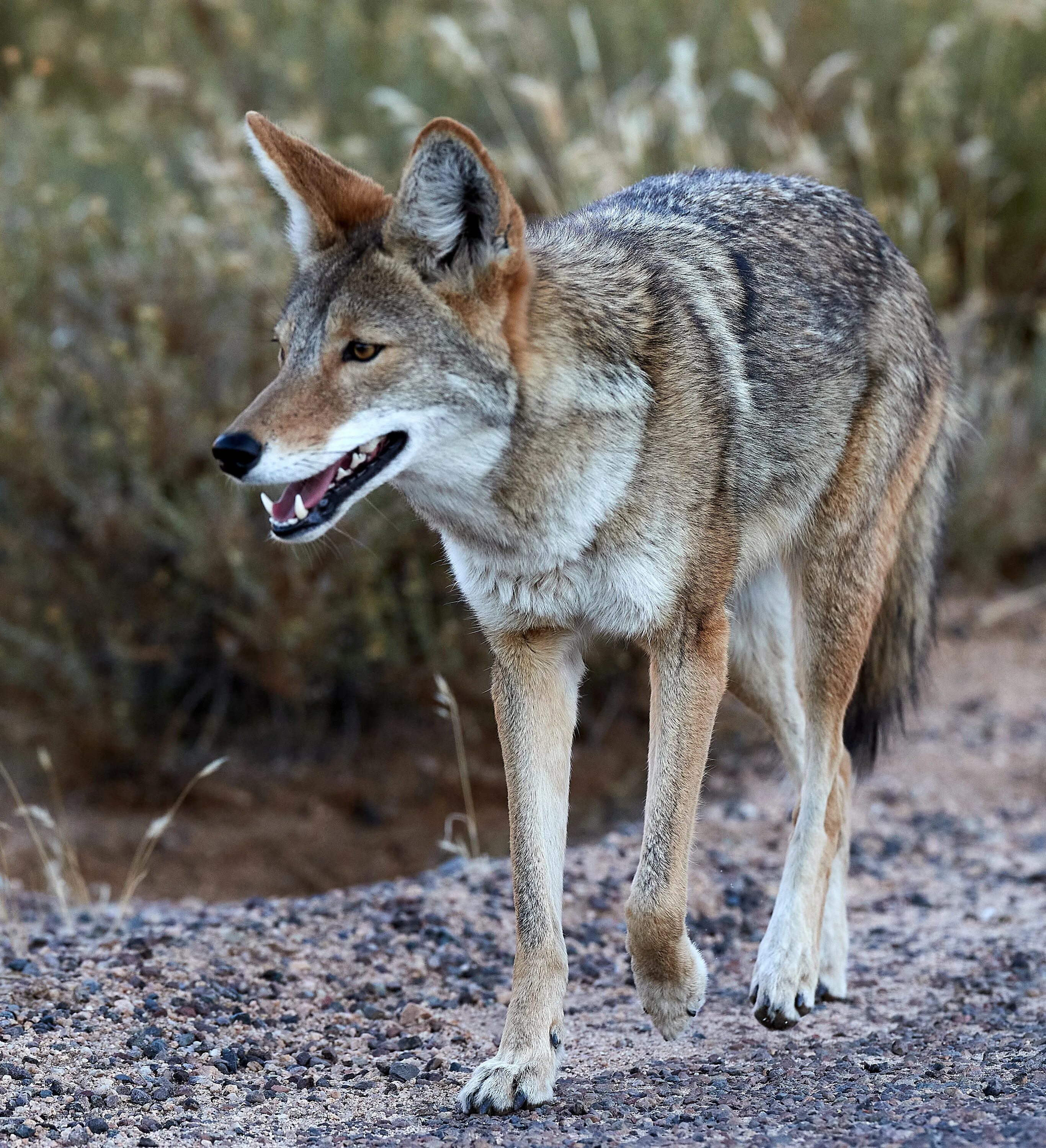 Canis latrans mitochondrion койот. Обыкновенный шакал. Canis crystallum. Канис латранс. Canis crystallum.