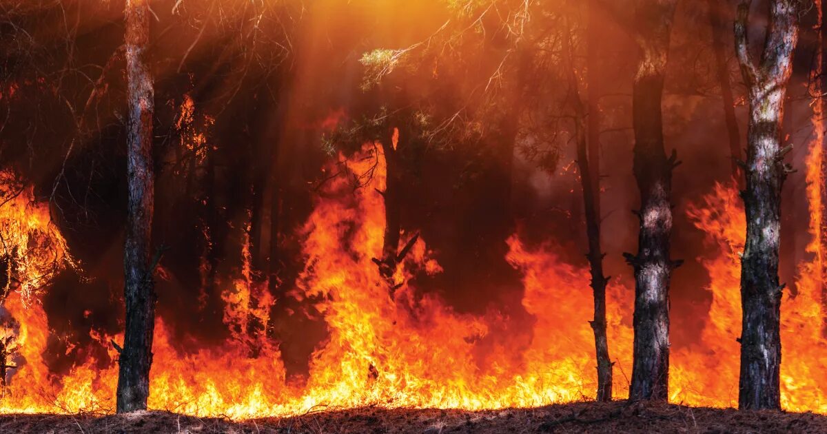 Выгорание дерева на солнце. Лесные пожары на английском. Горящее изнутри дерево. Обгорелый край с огнем.