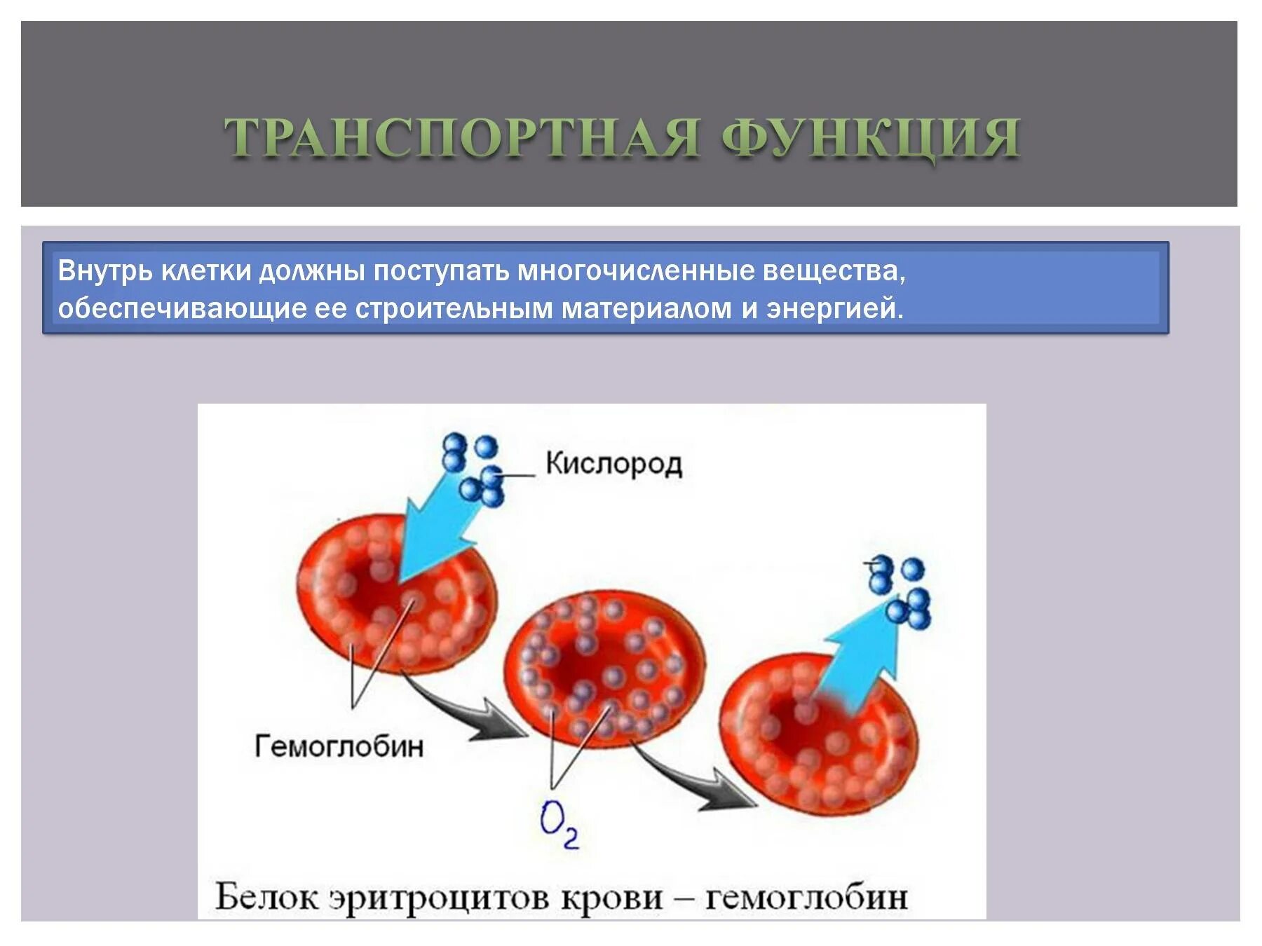 В чем проявляется транспортная функция. Транспортная функция белков схема. Транспортная функция белков в организме. Транспортный белок функции. Транспортные белки функции.