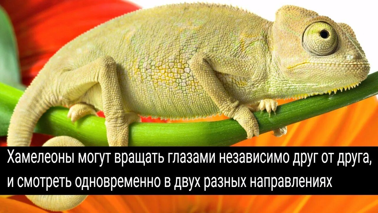 Хамелеон имей