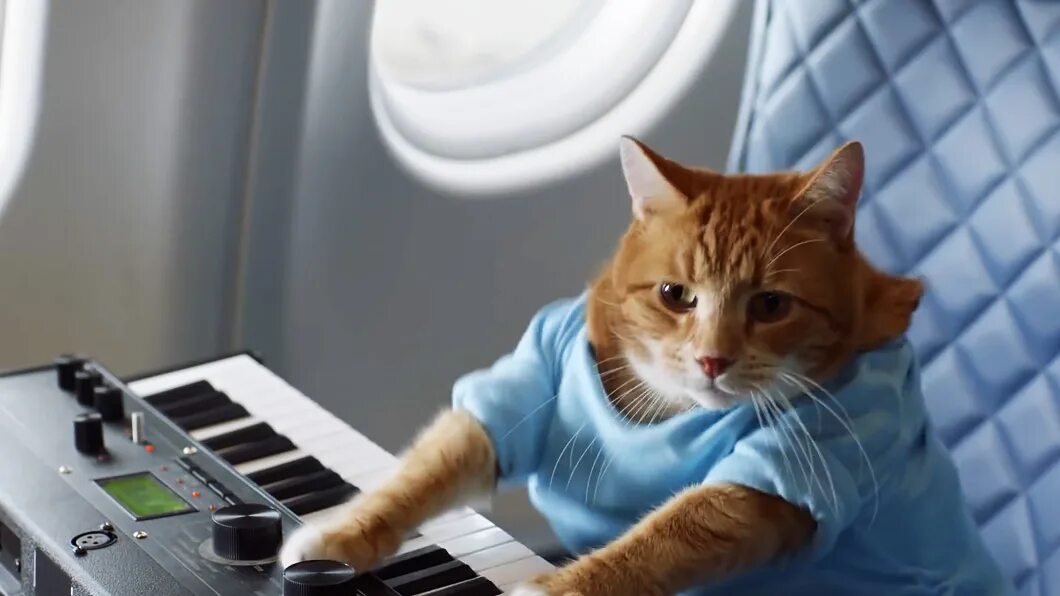 Кот на пианино. Кот на синтезаторе. Кот играет на пианино гиф. Гифка кот на пианино. Мем играет на пианино